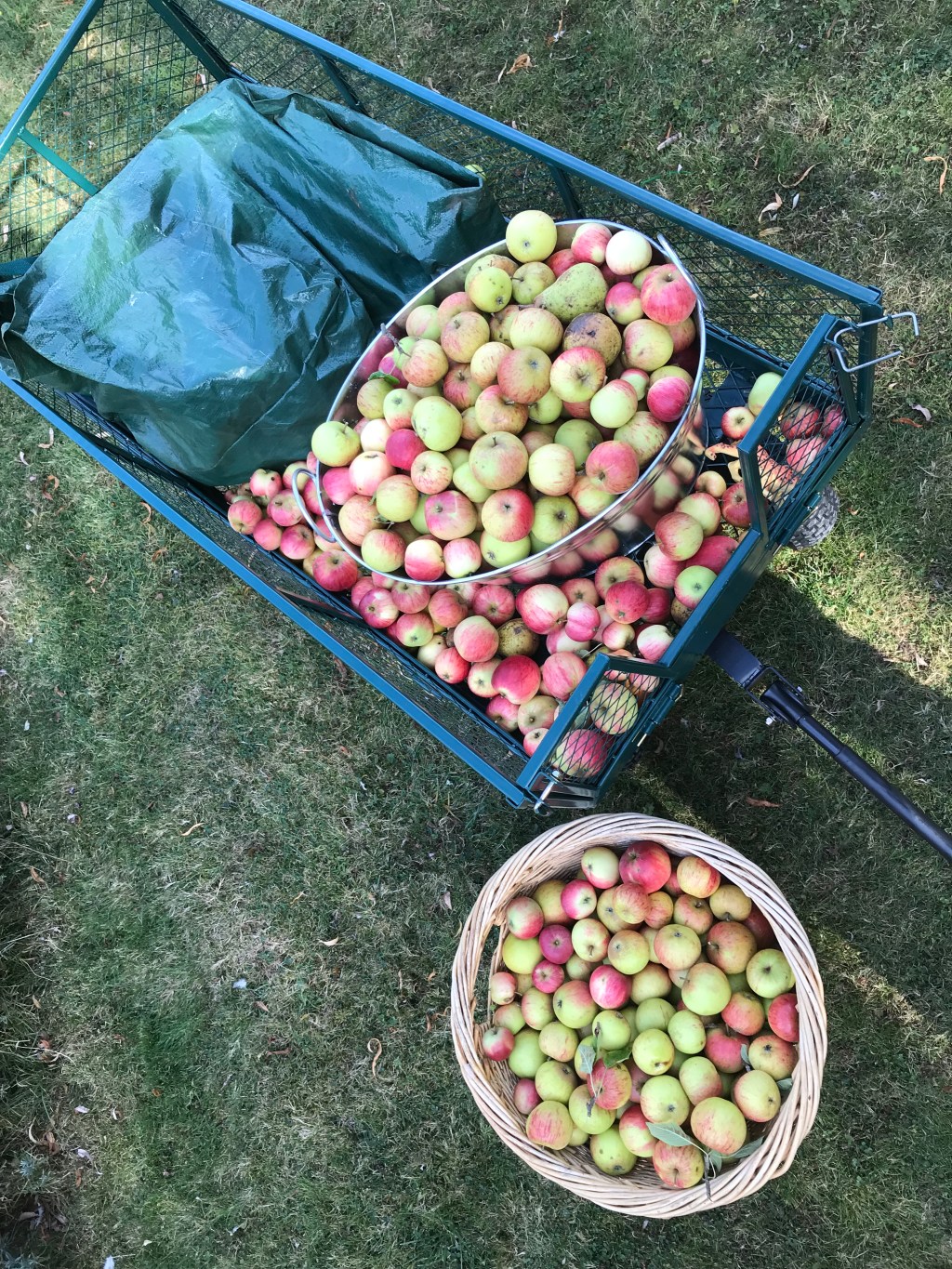 Apples from the&nbsp;orchard